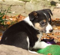 Click for large image