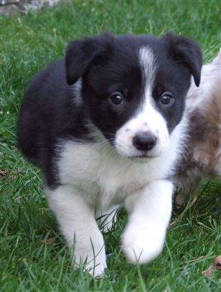 Click for large image