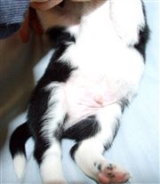 Click for large image