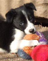 Click for large image