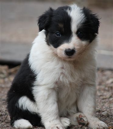 Click for large image