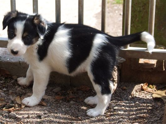 Click for large image