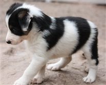 Click for large image