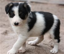 Click for large image