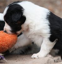 Click for large image