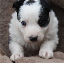 Click for large image