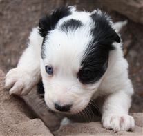 Click for large image