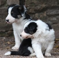 Click for large image