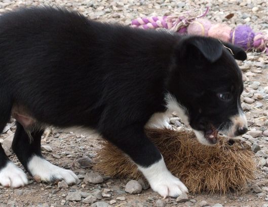 Click for large image