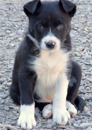 Click for large image