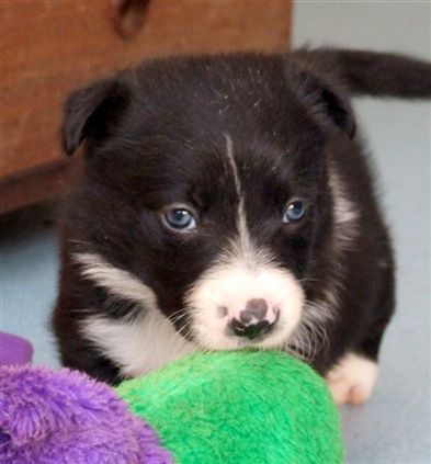 Click for large image