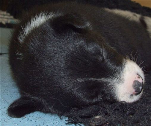 Click for large image