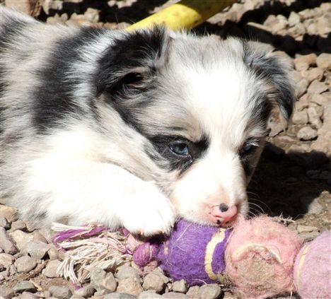 Click for large image