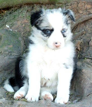 Click for large image