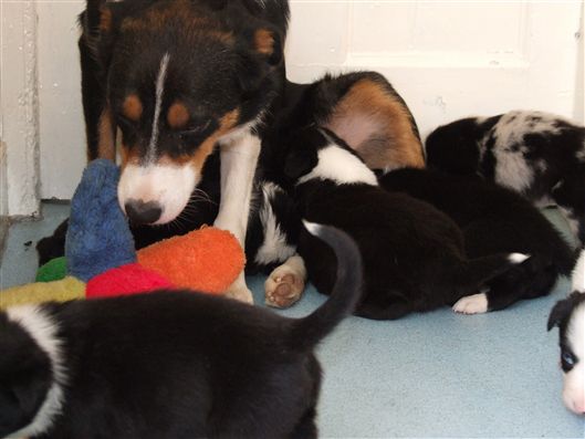 Click for large image