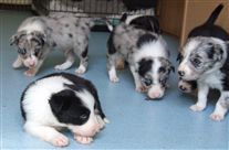 Click for large image