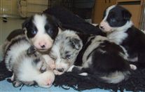 Click for large image