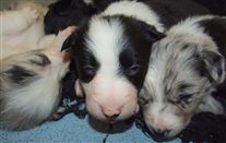 Click for large image