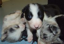 Click for large image