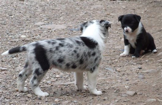 Click for large image