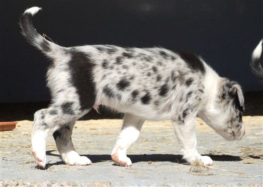 Click for large image