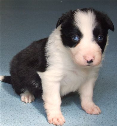 Click for large image