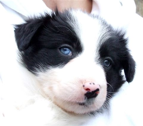 Click for large image