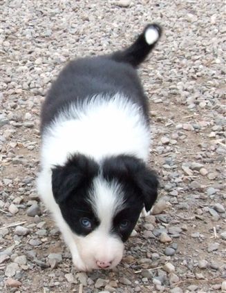 Click for large image