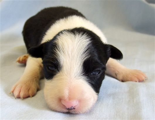 Click for large image