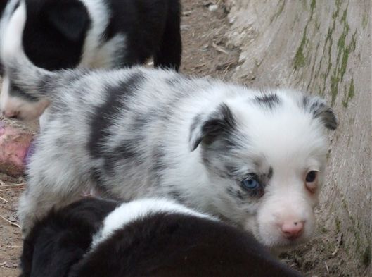 Click for large image