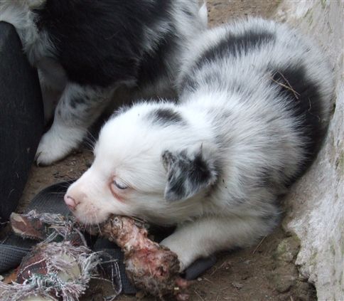 Click for large image