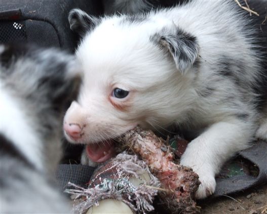 Click for large image