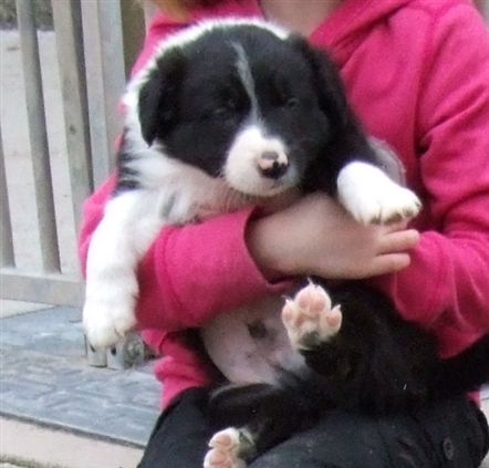 Click for large image