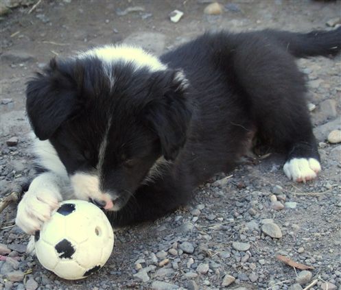 Click for large image