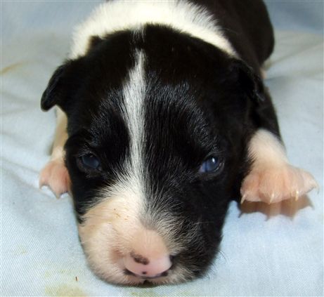 Click for large image