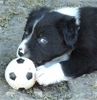 Click for large image