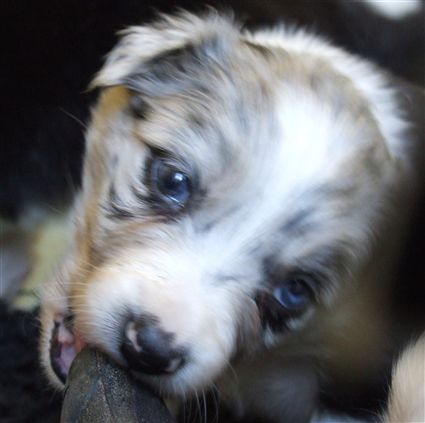 Click for large image