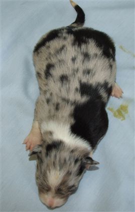 Click for large image