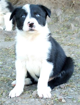 Click for large image