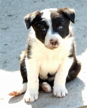 Click for large image