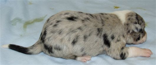 Click for large image