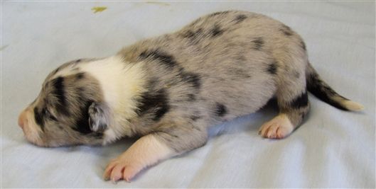 Click for large image