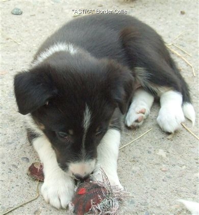 Click for large image