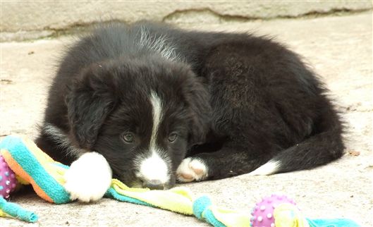 Click for large image