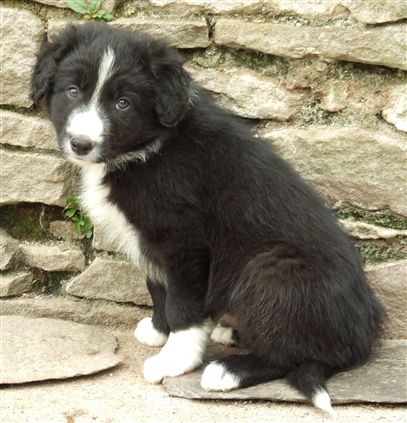 Click for large image