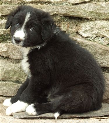 Click for large image