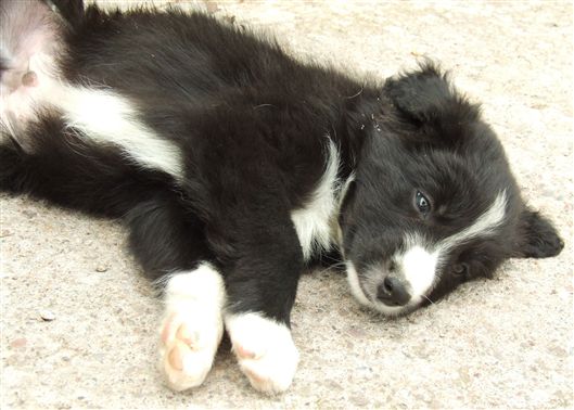 Click for large image