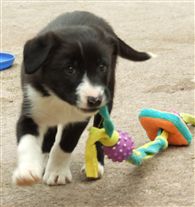 Click for large image