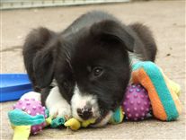 Click for large image