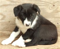 Click for large image